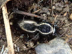Oregus aereus