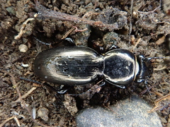 Oregus aereus