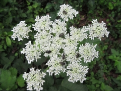 Heracleum moellendorffii
