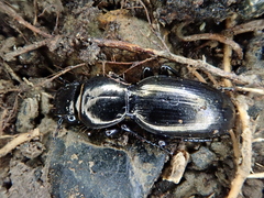 Oregus aereus