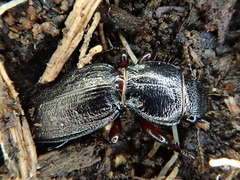 Mecodema sculpturatum