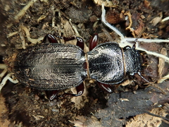 Mecodema sculpturatum