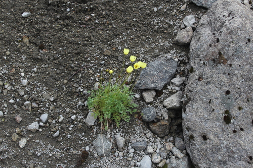Image of Papaver lapponicum by (c) Dmitriy Bochkov, some rights reserved (CC BY)