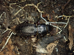 Mecodema sculpturatum