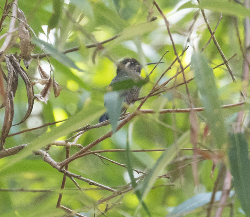 Amethyst-throated Mountaingem (Lampornis amethystinus), photo 4