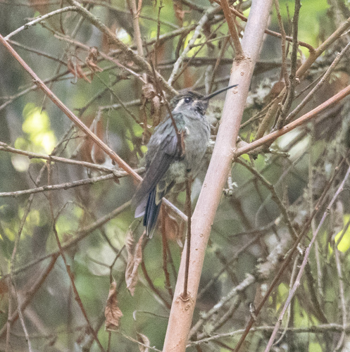 Amethyst-throated Mountaingem (Lampornis amethystinus), photo 5