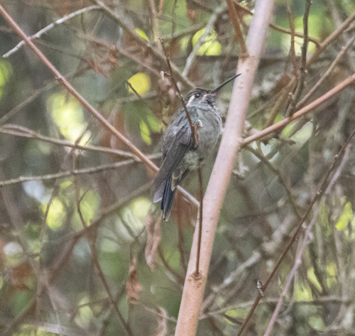 Amethyst-throated Mountaingem (Lampornis amethystinus), photo 10