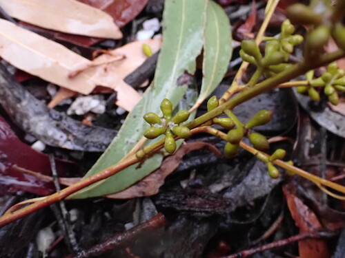 Eucalyptus aromaphloia, photograph 5