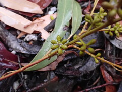 Eucalyptus aromaphloia, photograph (c) ttsquid, some rights reserved (CC BY)
