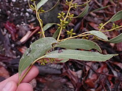 Eucalyptus aromaphloia, photograph (c) ttsquid, some rights reserved (CC BY)