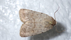 Caradrinina