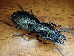 Mecodema sculpturatum