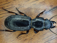 Mecodema sculpturatum