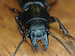 Mecodema sculpturatum
