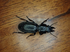 Mecodema sculpturatum