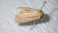 Mythimna pallens