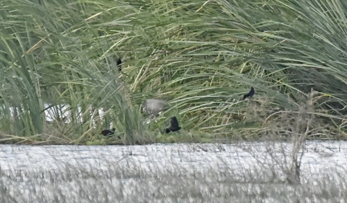 Nicaraguan Grackle (Quiscalus nicaraguensis), photo 7