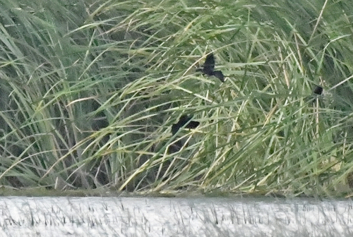 Nicaraguan Grackle (Quiscalus nicaraguensis), photo 8