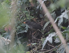 Turdus abyssinicus