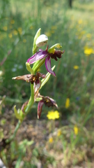 Ophrys apifera almaracensis