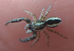 Pseudicius encarpatus