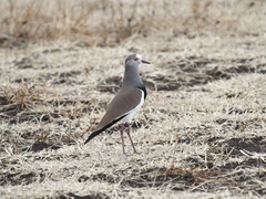 Vanellus melanopterus