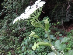 Heracleum moellendorffii