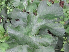 Heracleum moellendorffii