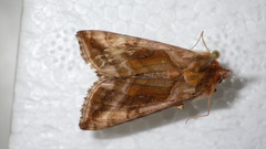 Autographa jota