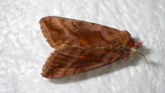 Autographa jota