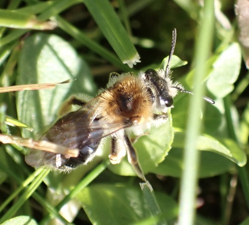 Early Mining Bee, Graafland, Groot-Ammers, Zuid-Holland, NL, photo 5 of 10