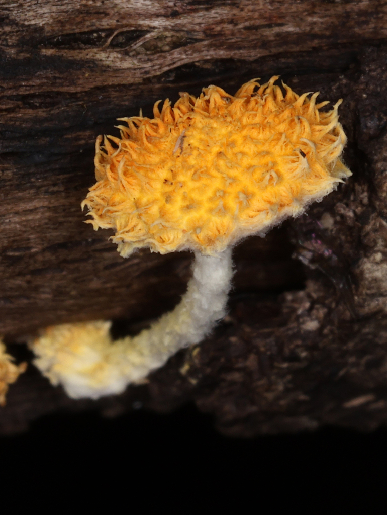 Cyptotrama asprata · April 2025 · photo: © lachlancopeland (iNaturalist, cc-by-sa)