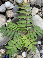 Ailanthus altissima tanakai