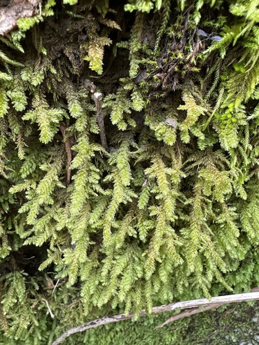 Image of Neckera menziesii by (c) Matt Berger, some rights reserved (CC BY)