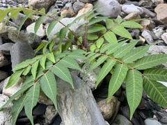 Ailanthus altissima tanakai