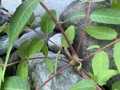 Ailanthus altissima tanakai