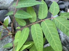 Ailanthus altissima tanakai