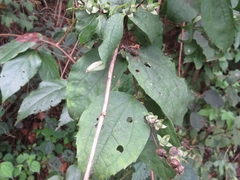 Philadelphus schrenkii