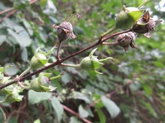 Philadelphus schrenkii