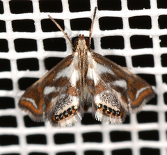 Chrysendeton imitabilis