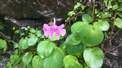 Impatiens scapiflora
