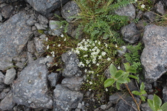 Arenaria pseudofrigida