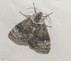 Cossinae