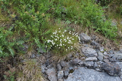 Arenaria pseudofrigida