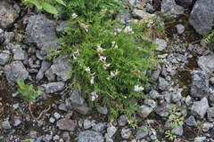 Oxytropis sordida