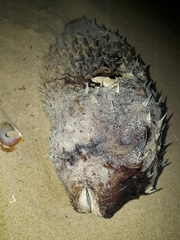 Dicotylichthys punctulatus