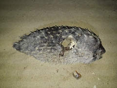 Dicotylichthys punctulatus