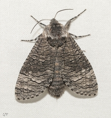 Cossinae
