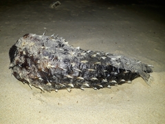 Dicotylichthys punctulatus