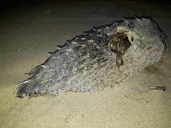 Dicotylichthys punctulatus